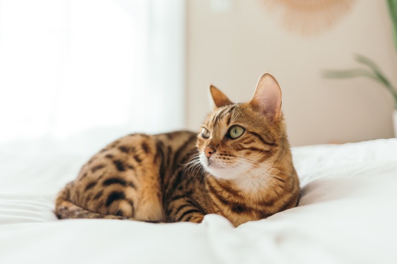 relaxed eye whisker and bengal 4k