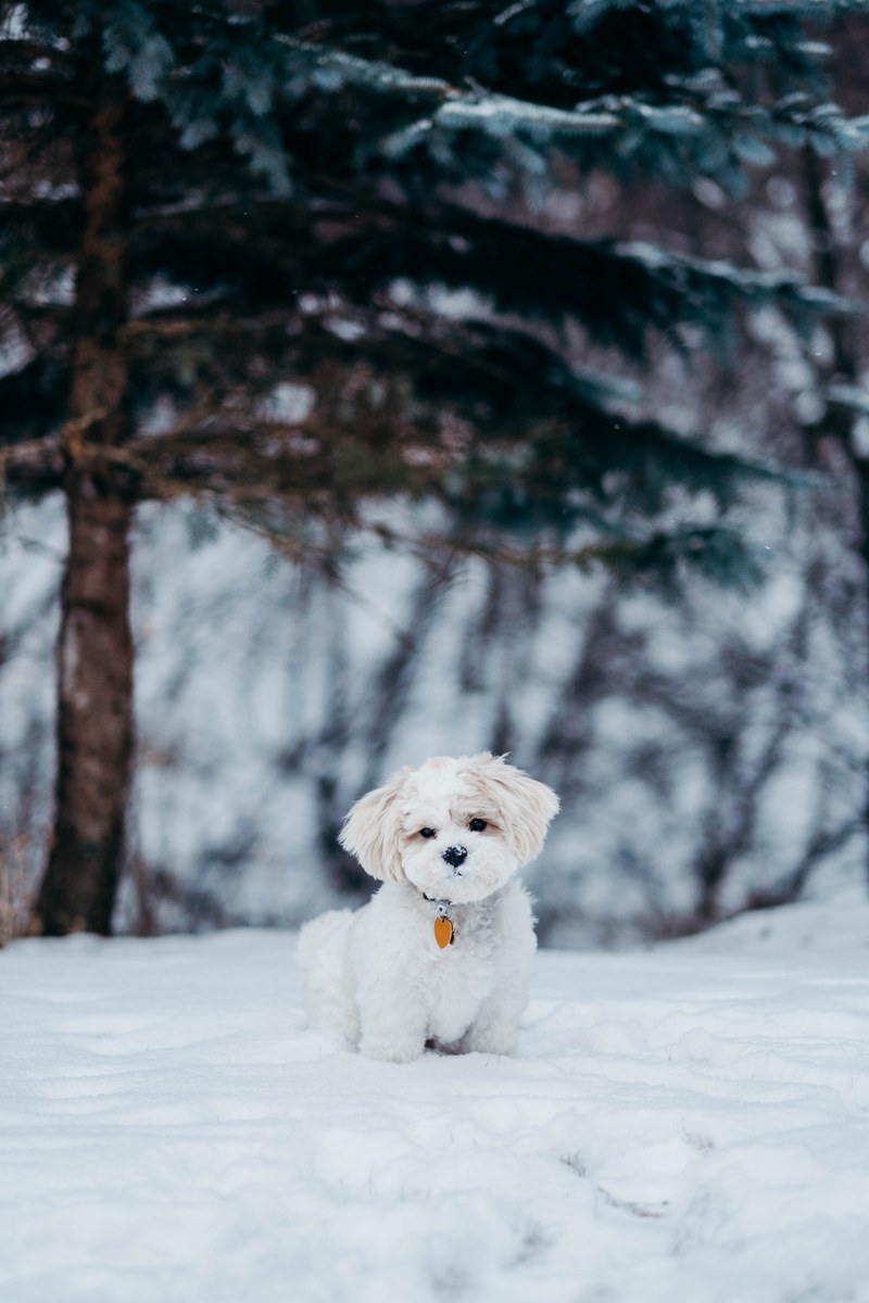 puppy in the snow 4k