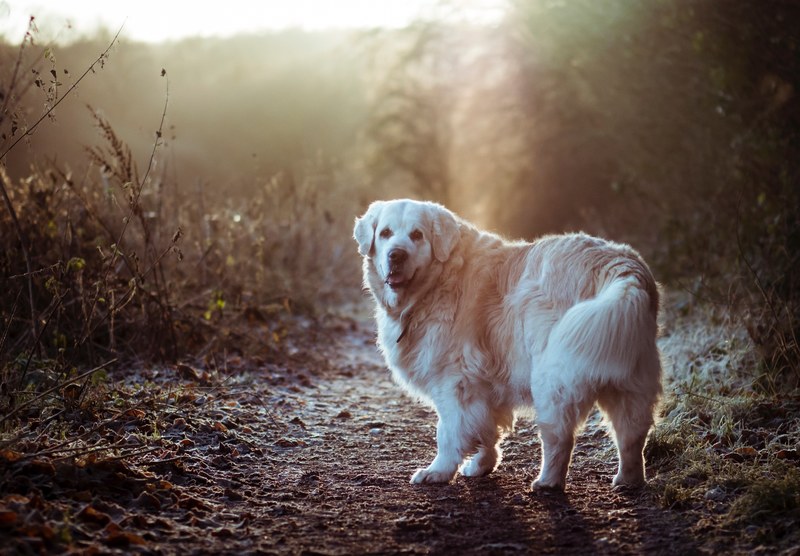 dog pet canine and animal 4k