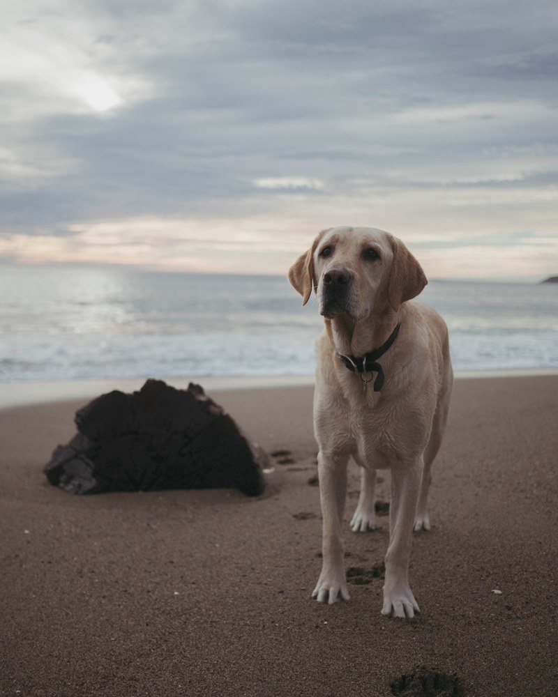 dog labrador pet and canine hd, 4k