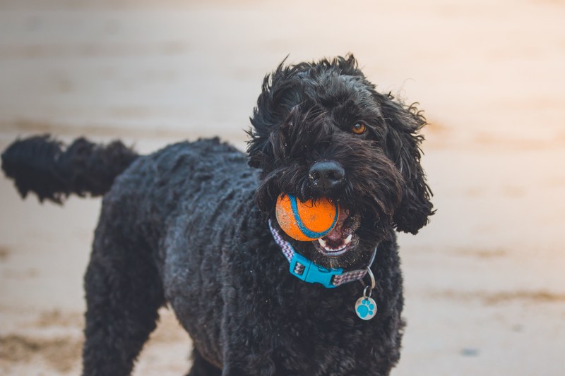 dog pet canine and black 4k