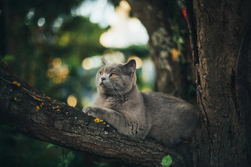 cat grey pet and feline 4k