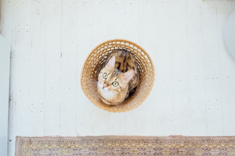 basket cat feline and pet 4k