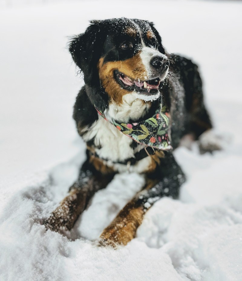 ursula enjoying the fresh snow in nyc 4k