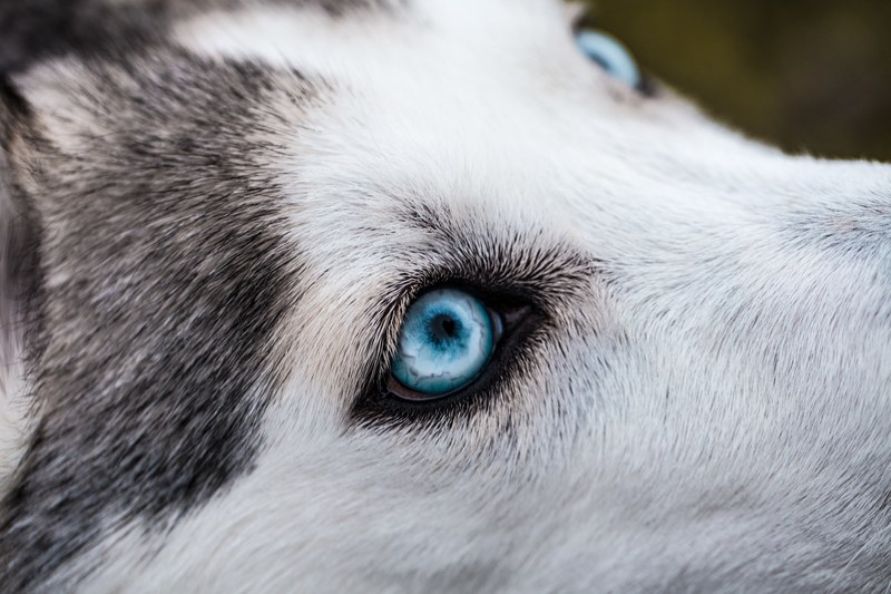 dog canine wolf and husky 4k