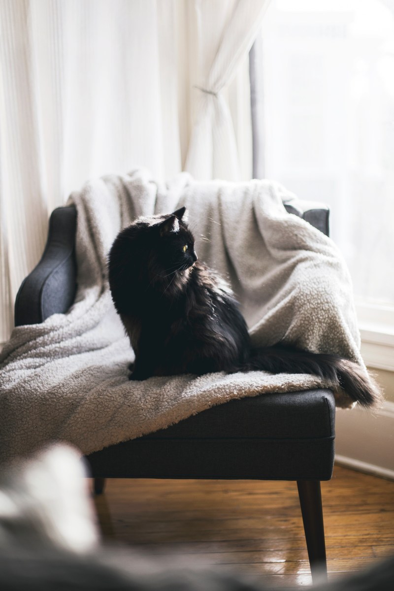 the cats chair 4k