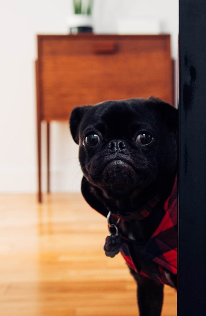 black pug going for a walk 4k