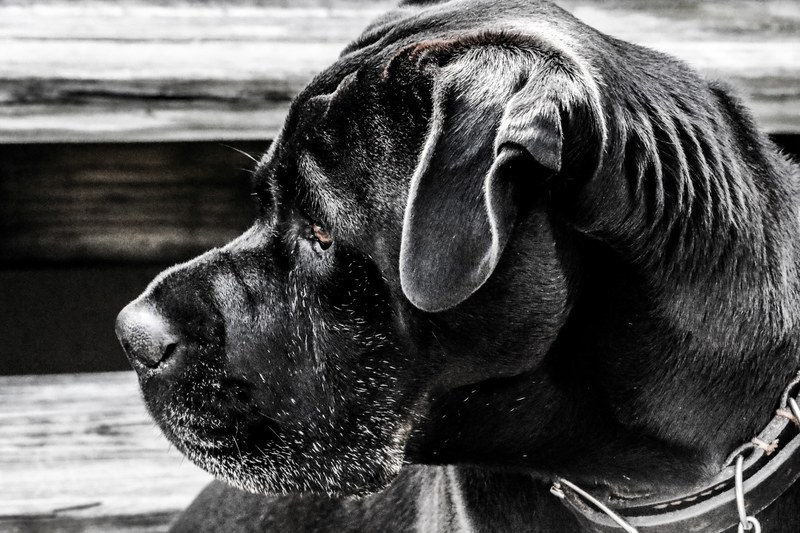 dog puppy animal and mut 4k