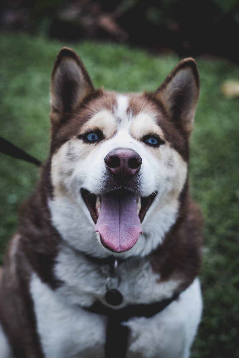 dog pet canine and husky hd, 4k