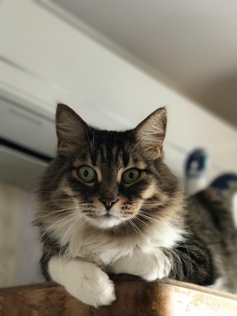cat 4k