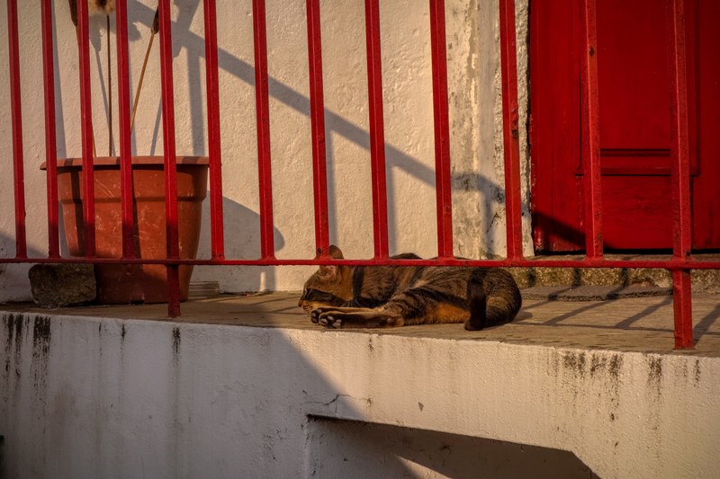 lazy cat 4k
