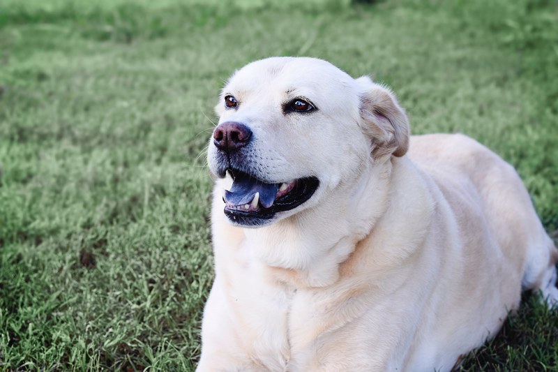 pup in the sunshine 4k