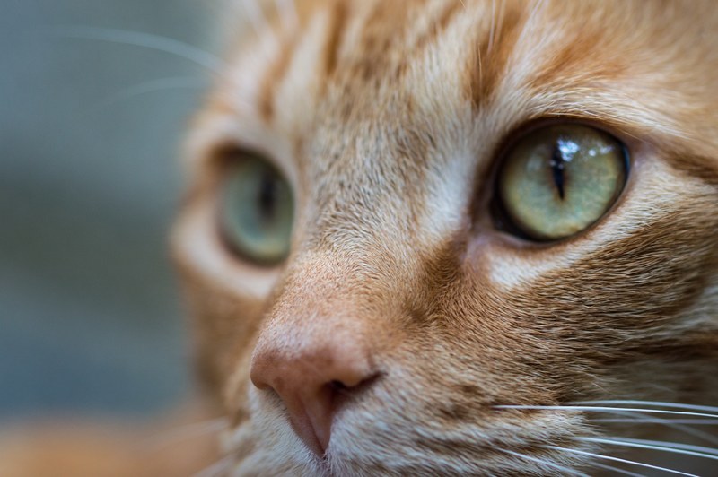 sight adorable love and pet 4k