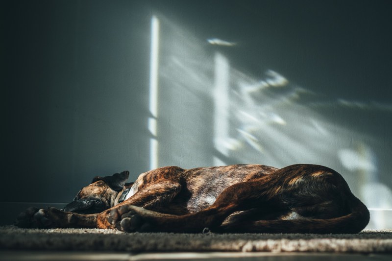 a dog taking an afternoon nap 4k