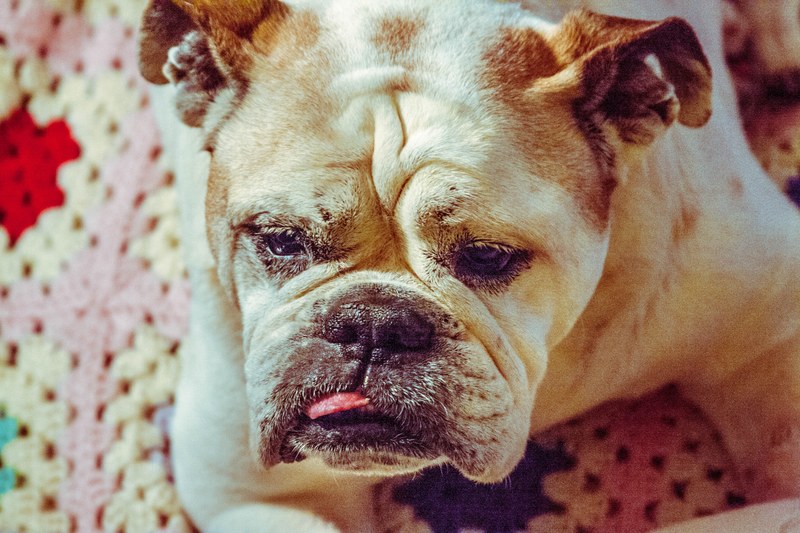 a dog with his tongue sticking out, _lulu 4k