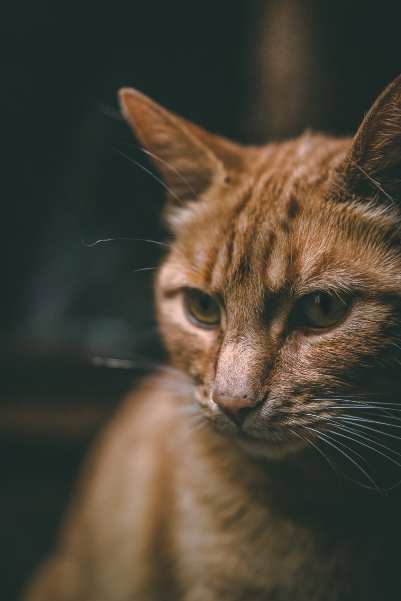 animal feline nose and eye hd, 4k
