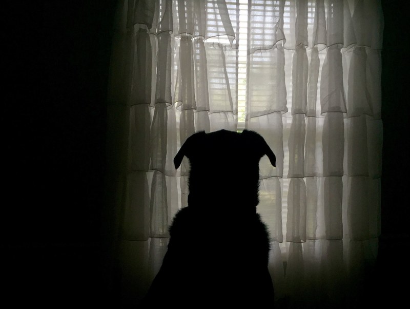 guard watching guarding and window 4k