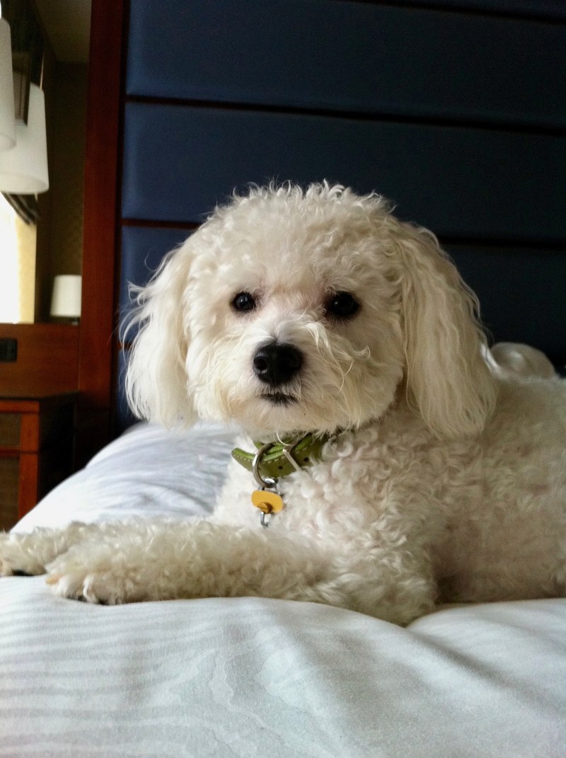 dog bed hotel and bichon hd, 4k