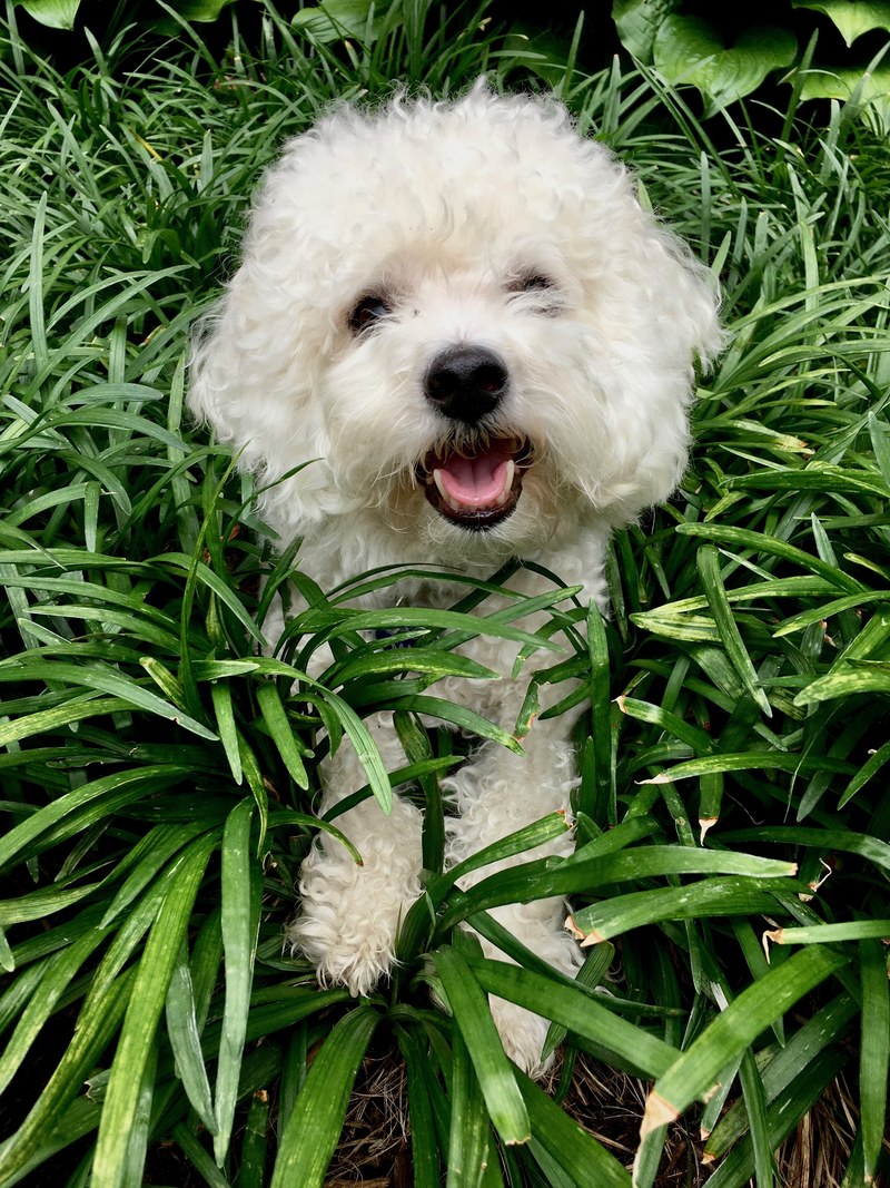 happy grass dog and bichon hd, 4k