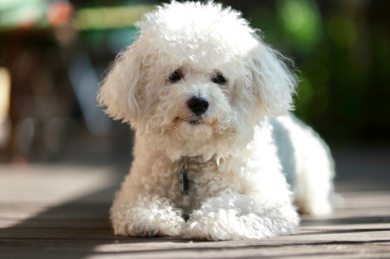 fluffy white portrait and puppy 4k