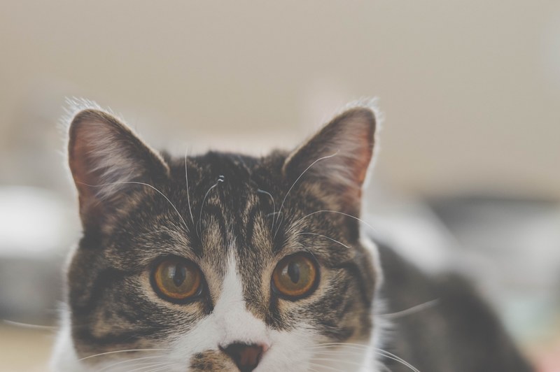 a pale shot of the upper half of a brown eyed cats face, brown eyed cat 4k