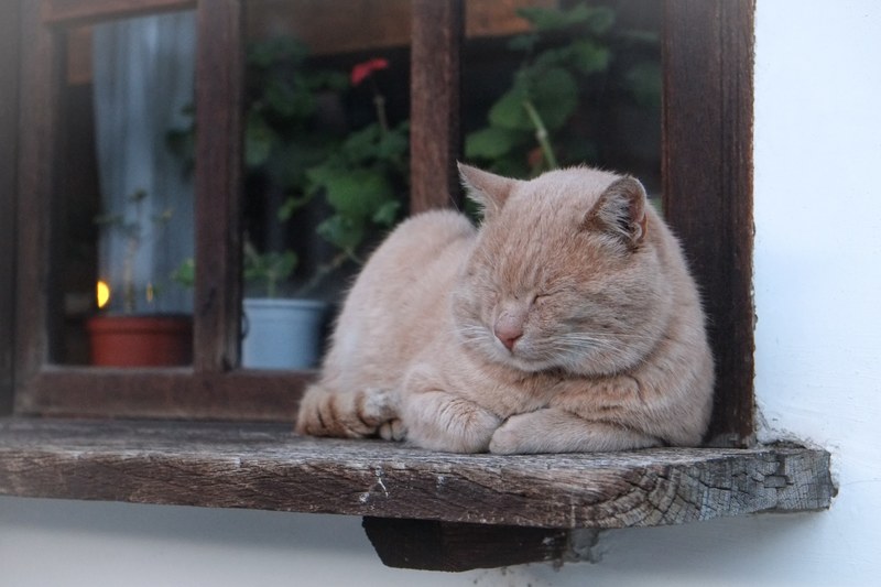 a ginger tomcat sleeping on a wooden windowsill outside, cat napping by the window 4k