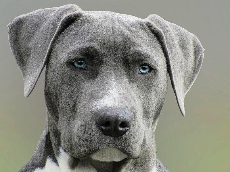 gray weimaraner dog with blue eyes stares obediently, dog close up 4k