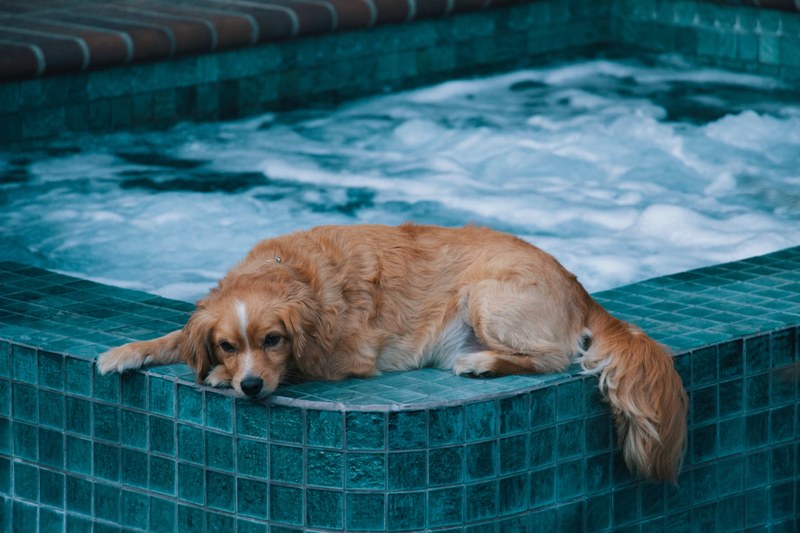 dog canine pet and animal 4k