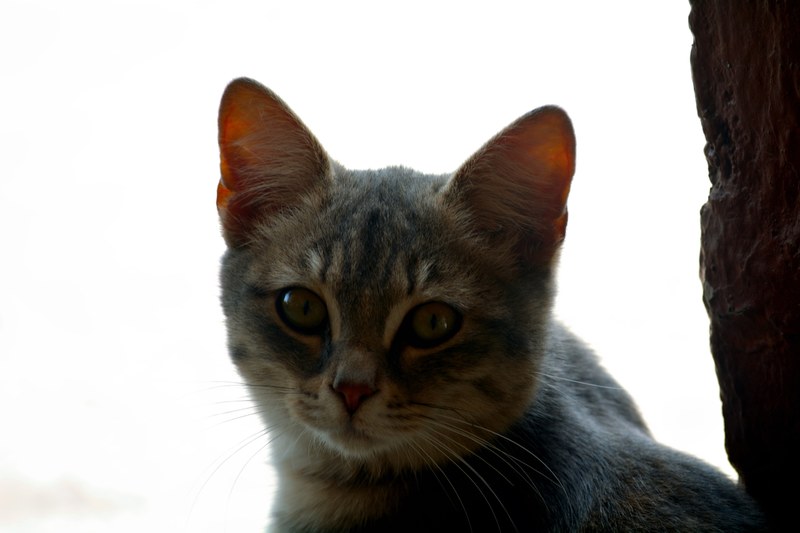 cat pet photography and pet 4k