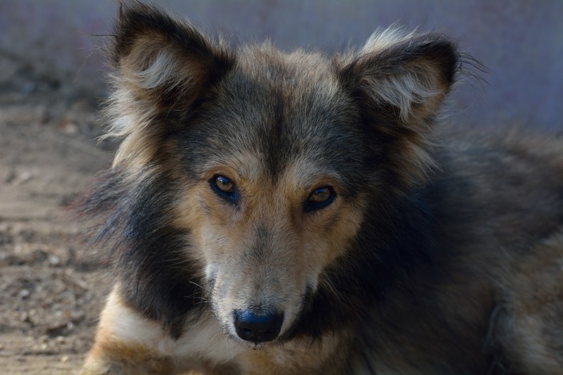 kenya randomness pet photography and outdoor photography 4k