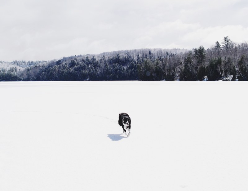 a black and white dog running across a snowy plain in bancroft, dog on a snowy plain 4k
