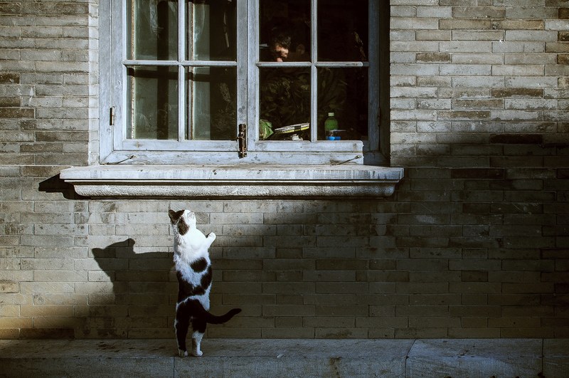 black and white domestic cat standing against wall near window with man inside, hungry stray cat 4k
