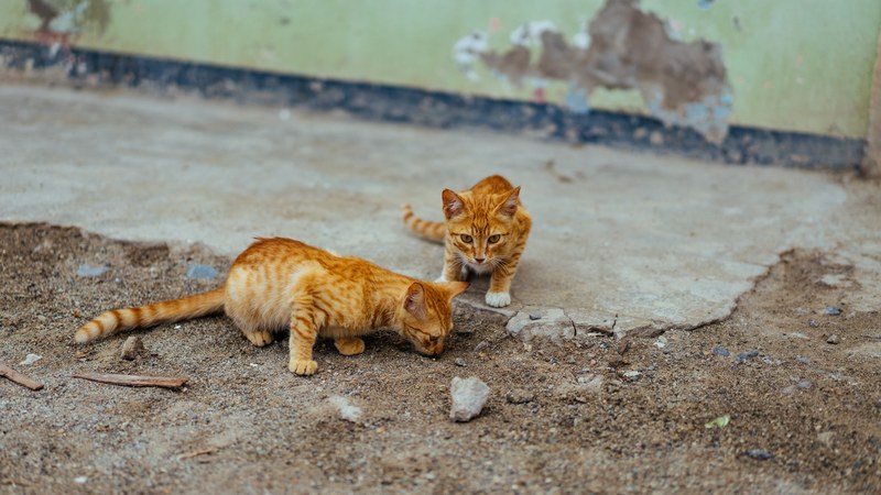 two ginger cats playing in dirt near an old building, ginger cats playing 4k