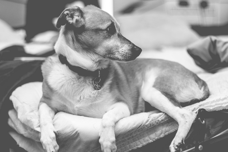 black and white shot of jack russell terrier puppy lying in dog bed in coconut creek, lady 4k