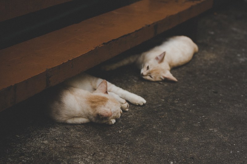 two white cats napping under wooden stairs, 2 sleepy 4k