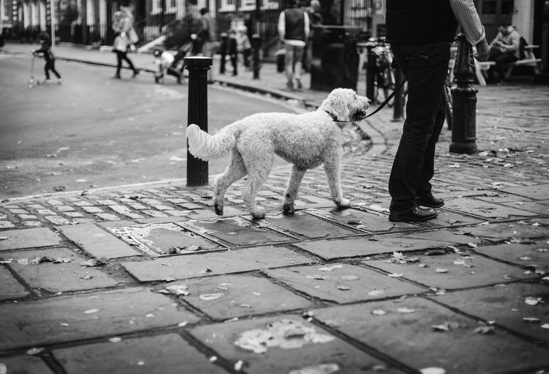 a black and white photo of a man walking a dog on a leash in the street in richmond, white dog walk in richmond 4k