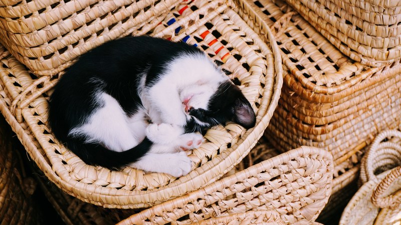 black and white kitten curled up and sleeping in woven wicker basket, cute napping kitten 4k