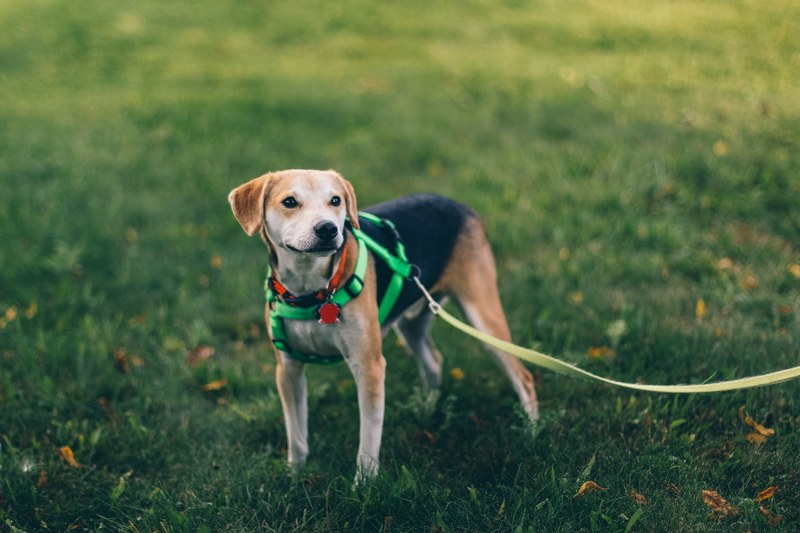 a black and brown dog on a lime green leash in saline, saline dog 4k
