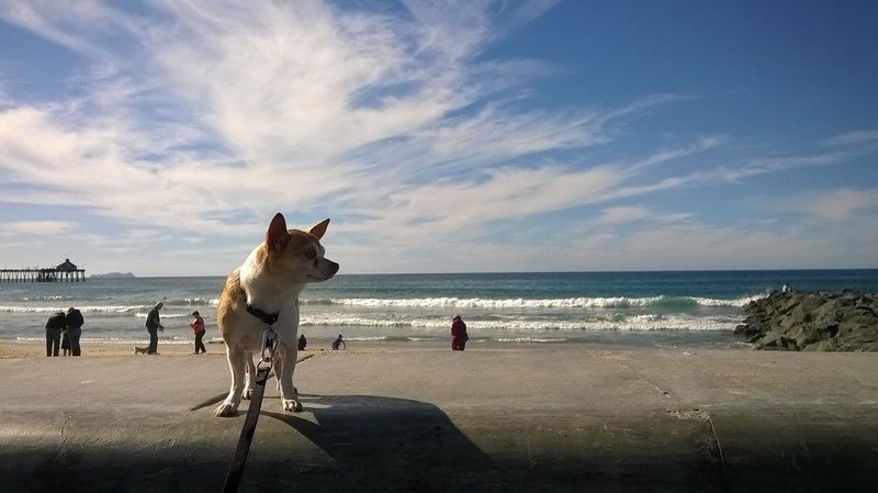 summer sled dog siberian husky and domestic animal 4k
