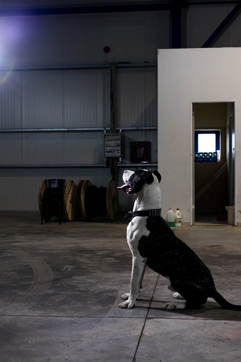 lightning pet and dog hd, 4k