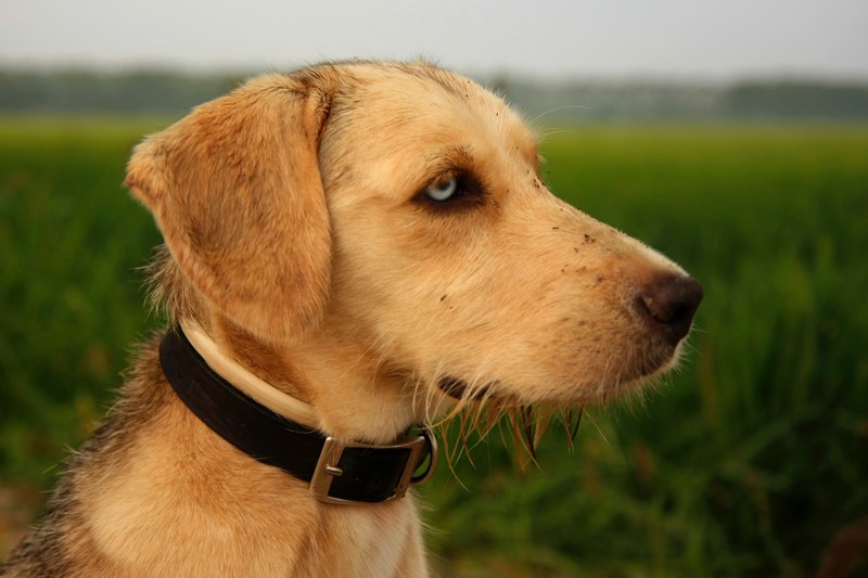 dog animal pet and canine 4k