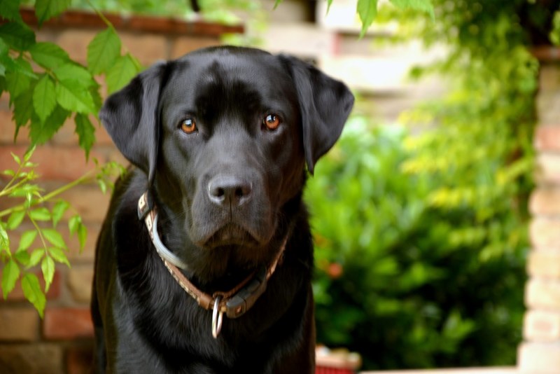 animal pet dog and funny 4k