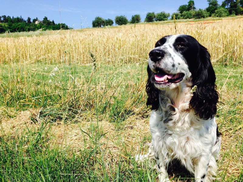 italy spaniel runner and springer 4k
