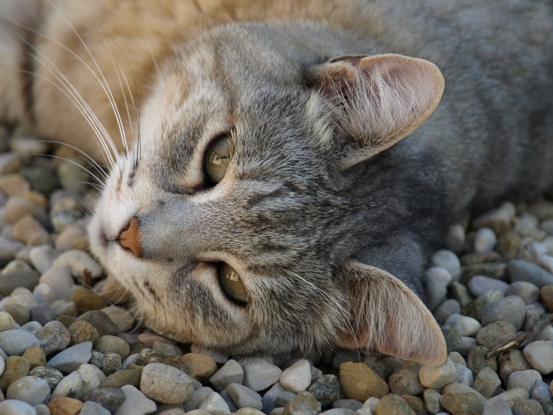 eye whisker pet and animal 4k