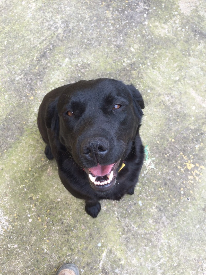 fun smiling dog black dog and happy dog hd, 4k