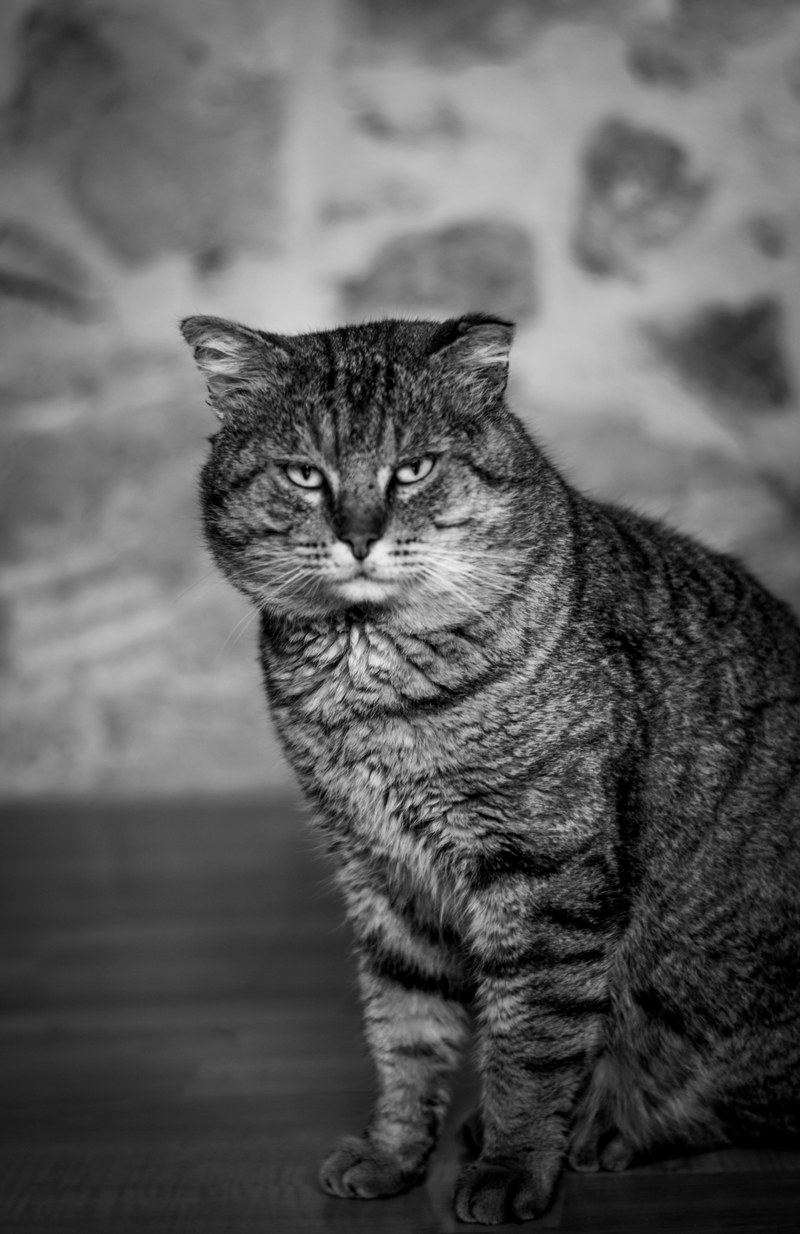 black and white and cat hd, 4k