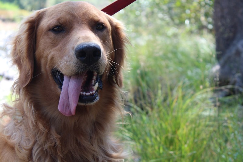 friend pedigree pooch and fun 4k