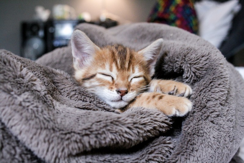 cat kitty and kitten 4k