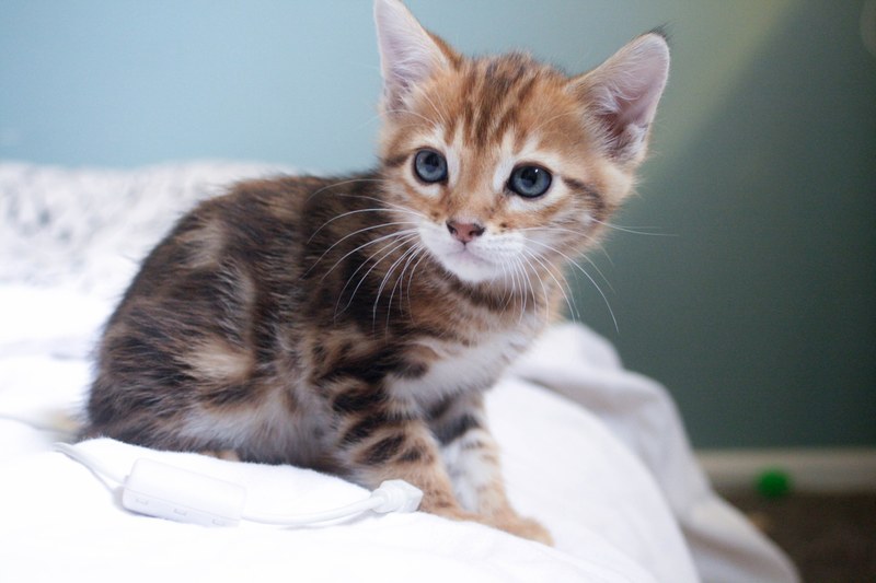 kitty cat and kitten 4k