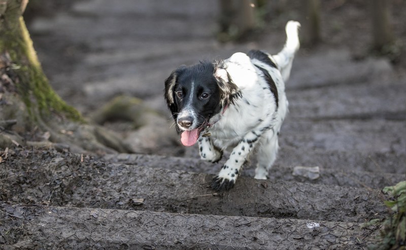 step path spaniel and tongue 4k